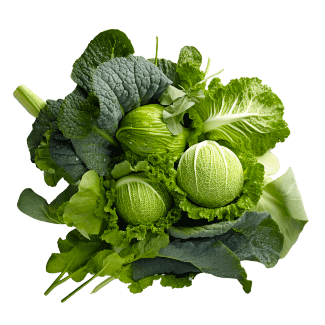Choux et salades bio récoltés à Les Fossés