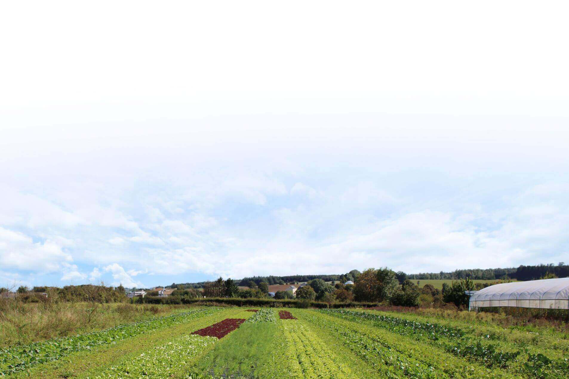 Ferme de Pâques, légumes bio à Les Fossés